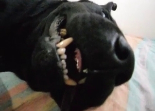 Angry animal is banging a zoophile wildly