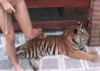Sexy tiger is getting punished so hard