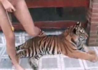 Sexy tiger is getting punished so hard