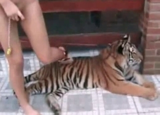Sexy tiger is getting punished so hard
