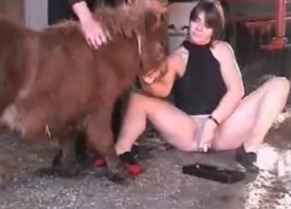 Small horse is banging a lady