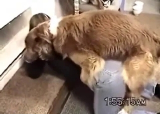 Trained hairy dog pounds a hot female
