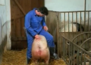 Two pink pigs have nice sex in the barn