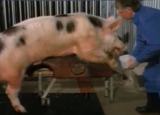 Two pink pigs have nice sex in the barn
