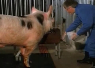 Two pink pigs have nice sex in the barn