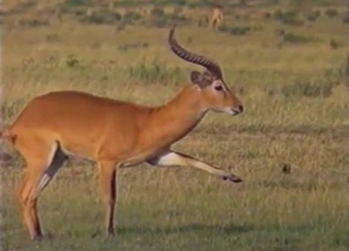 Two sexy antelopes have awesome sex