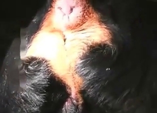 Hairy asshole dude fucks a gay dog
