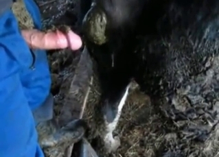 Insane bestiality with close-ups
