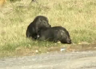 Two passionate wild animals fuck in the doggy style