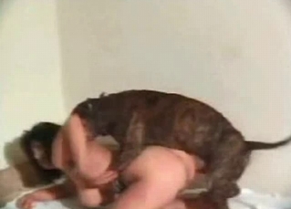 Sexy pervert is getting her twat drilled by an animal