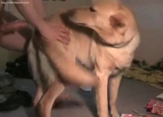 Doggy style fuck session with a hound