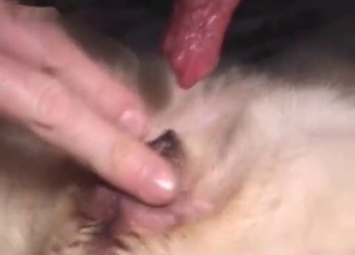 Amazingly passionate fuck with a puppy