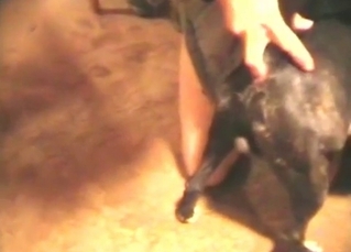 Hot puppy is being touched and fucked with fingers