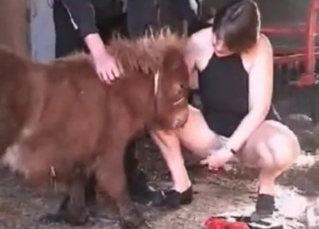 Small horse is banging a lady