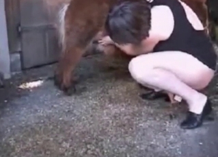 Small horse is banging a lady