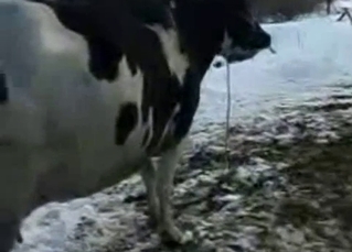 Bull fucks a nice cow from behind