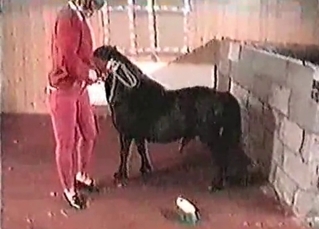 Horny pony wants some of that MILF pussy