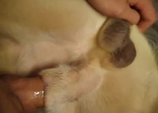 My dog is enjoying my hard penis