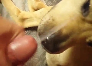 My dog is enjoying my hard penis