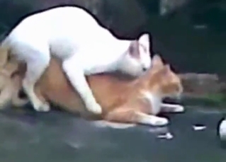 Compilation of the kinkiest kitty fucking
