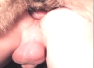 Anus taking a nice pounding from a Shepherd