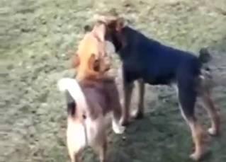 Black dog wants to get fucked by a brown dog