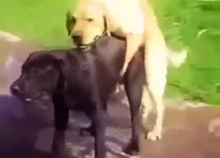 Black beast fucks a brown beast with passion
