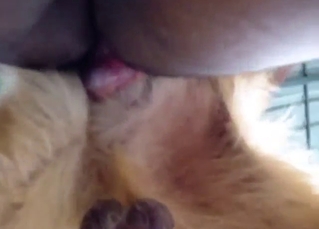 View from below for a horny zoophile in HD