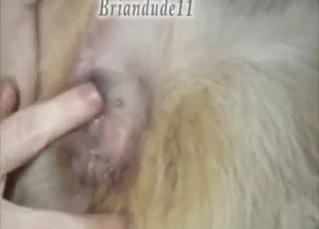 Dude is happy to fuck dog's pussy with close-ups