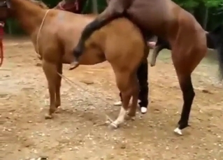 Two horses fucking with real determination