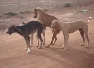 Two random sexy dogs fucking around outside