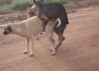 Two random sexy dogs fucking around outside