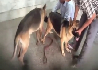 Zoo sex with horny dogs that get freaky together