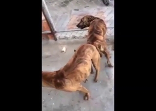 Two dogs fuck each other with real passion