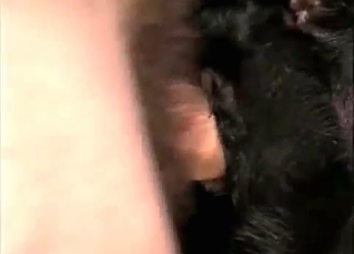 Black dog gets its asshole drilled so hard