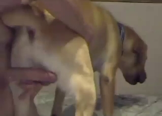 Anal bestiality sex with a sexy beast taking it