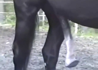 Hung horse showing off its mega-dick for fun