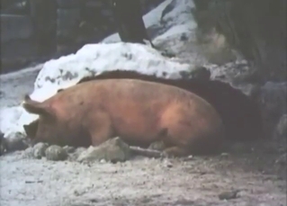 Zoophile fuck with boars that get frisky AF