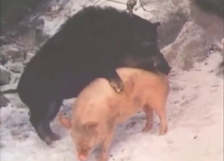 Zoophile fuck with boars that get frisky AF