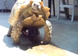 Public bestiality porn with a turtle cumming