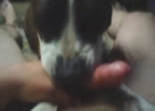 Bestiality porn with a Pitbull that sucks fat cock