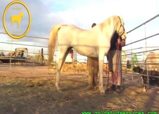 Sexy stallion showcasing its majestic boner