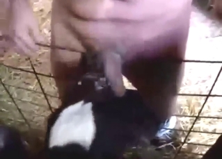 Zoo sex featuring a cow that sucks hard dick