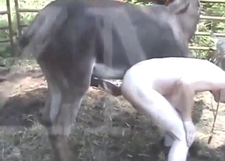 Donkey zoo XXX with a bunch of hard thrusts
