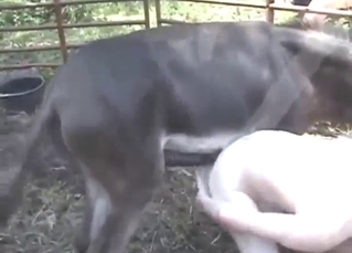 Donkey zoo XXX with a bunch of hard thrusts