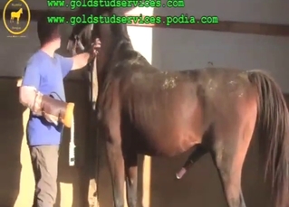 Mother's Day fuck with two very sexy horses