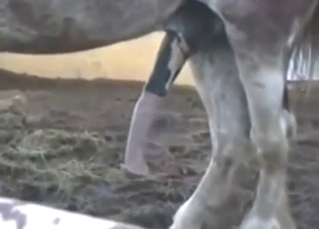 Hot zoo sex with a sexy beast that flaunts it
