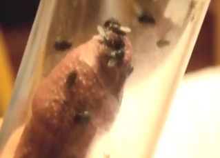 Dude has a bunch of flies fucking his cock hard