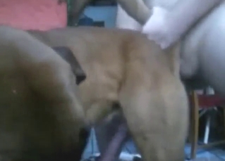 Assfuck scene with a dog that loves anal