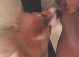 Gotta fuck that dog's mouth after cunnilingus